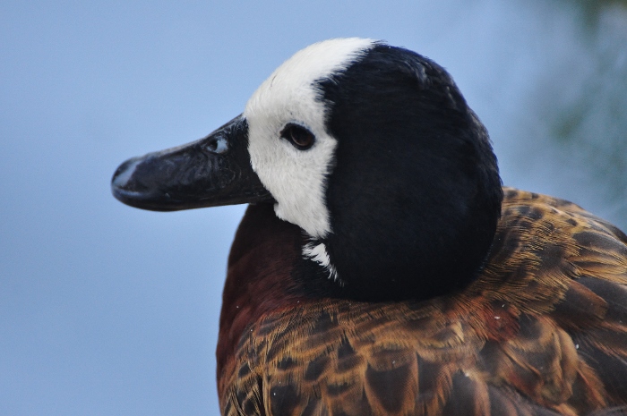 white-faced whistling duck